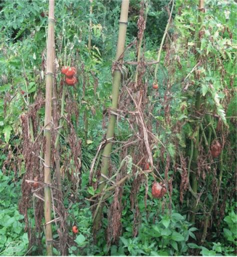 Symptoms Of Fusarium Wilt On The Leaves Of Tomato Plants In Open Field
