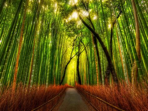 wallpapers: Bamboo Forest Wallpapers