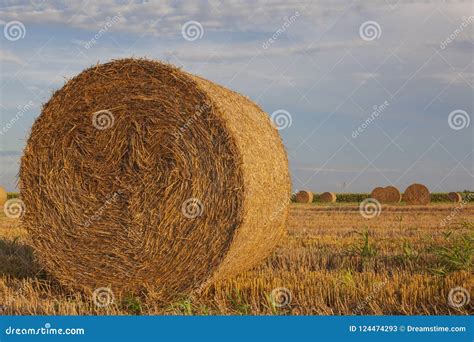 Straw In The Agriculture Field Stock Image Image Of Straw Production