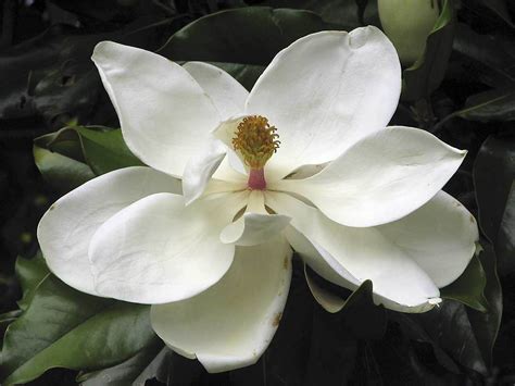 🔥 Free Download Wallpapers Southern Magnolia Flower Wallpapers