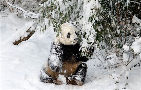 Wild Monkeys In The Snow Animals In The Snow Pictures Cbs News