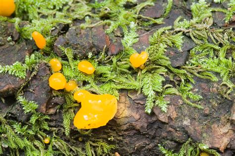 Yellow Fungus Growing With Moss