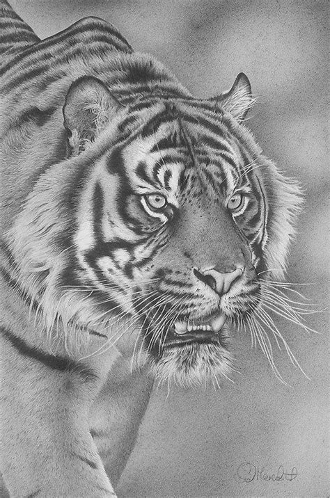 Here's a list of pencil grades in order from lightest to darkest or hardest to softest. 78+ images about Animal graphite art on Pinterest | Dog drawings, Lungs and Pencil art