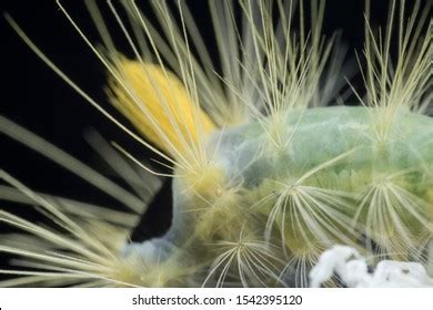 Closeup Tussock Moth Larvae Caterpillar Stock Photo