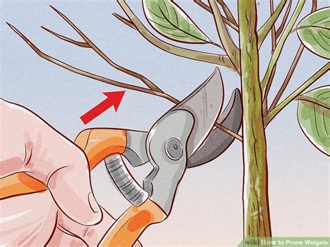 How To Prune Weigela 11 Steps With Pictures Wikihow