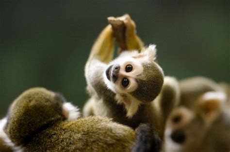 Baby Squirrel Monkey Teh Cute