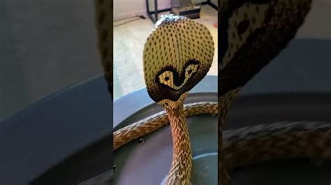 Cobra Snake Wildlife Viralwildlife Youtube