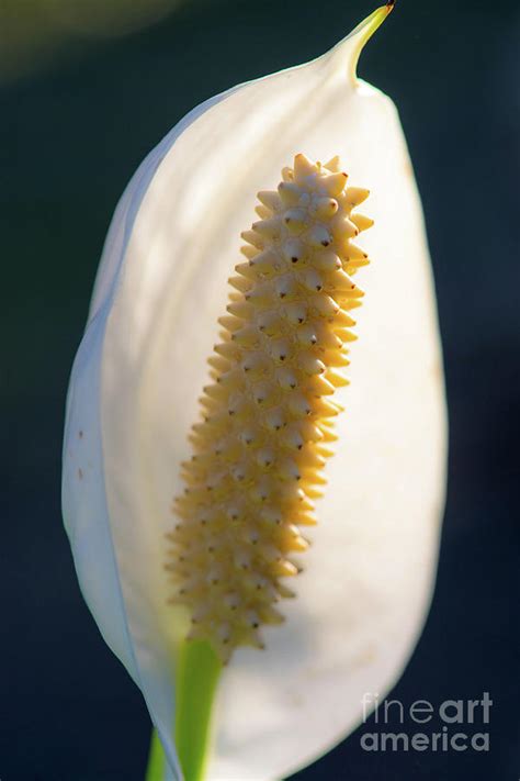 Peace Lily Photograph By Sherman Perry