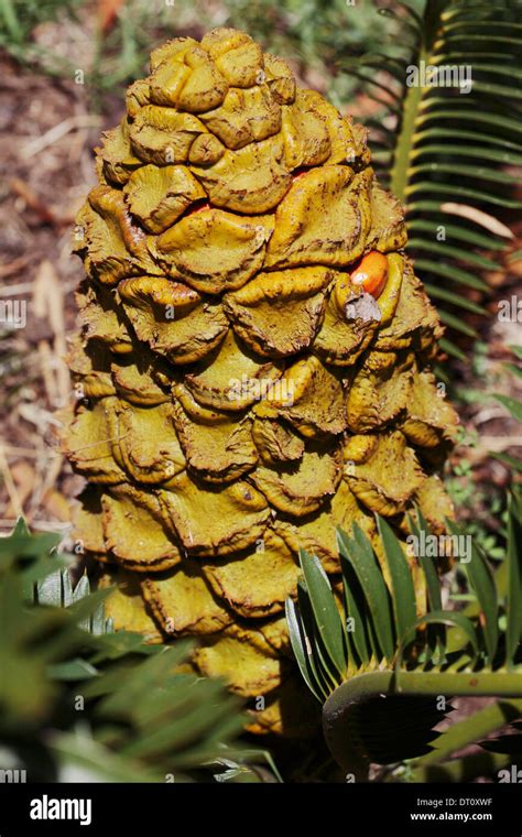 Cycad Seed Hi Res Stock Photography And Images Alamy