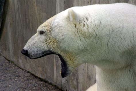 White Bear Screaming Stock Image Image Of Wildlife Animal 6611897