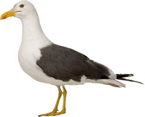 Gull Png Transparent Image Download Size 773x625px