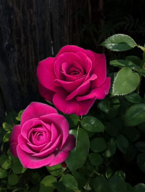 Through the hybridization techniques that were developed, pink roses have been altered to become repeat bloomers so gardeners and enthusiasts could enjoy their bloom longer. I just LOVE fuchsia-pink roses!!💕🌹😻 | Beautiful rose ...