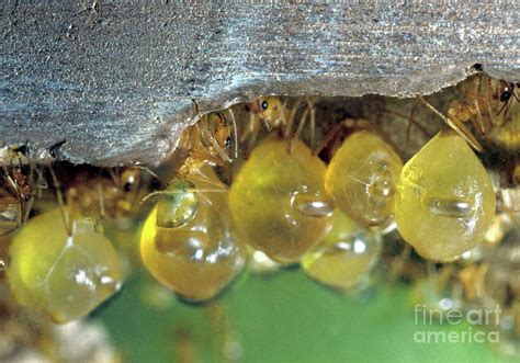 Honeypot Ants Engorged With Food Myrmecocystus Mexicanus Photograph By