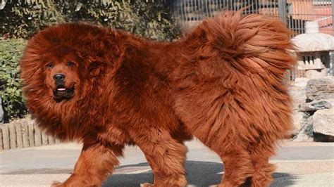 Top 10 Most Expensive Dog Breeds In The World And Amazing Dogs Youtube