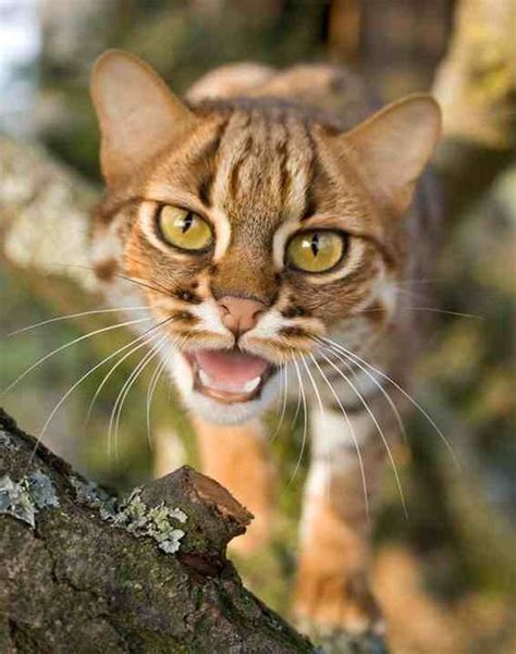 Since 2016, the global wild population is listed as near threatened on the iucn red list as it is fragmented and affected by loss and destruction of prime habitat, deciduous fo. kingdom-of-the-cats: rusty spotted cat (by Elle Rose ...