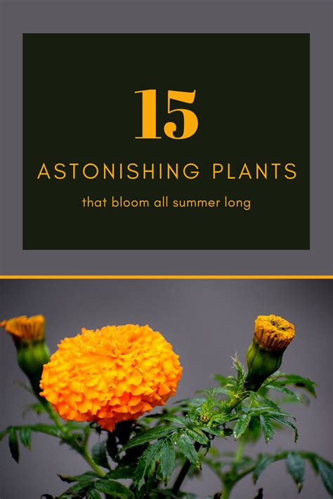 15 Astonishing Plants That Bloom All Summer Long Plants Drought