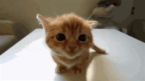 Scared Kitten  Find And Share On Giphy