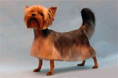 Explore Yorkie Haircuts Pictures And Select The Best Style For Your Pet