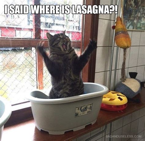 Awkwardly Standing Cats Post Funny Cat Pictures Funny Animal