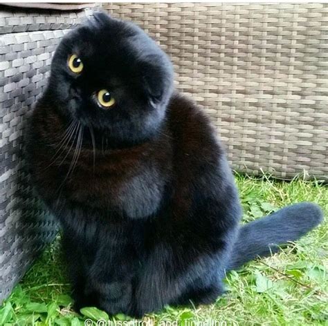 Black Scottish Fold Cat Cat Scottish Fold Cute Cats And