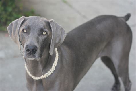 Weimaraner Breed Guide Learn About The Weimaraner