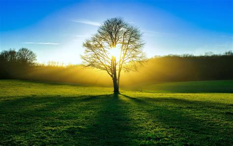 Download Wallpaper For 2560x1080 Resolution Nature Fields Tree Sun