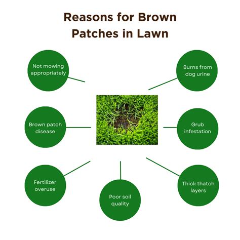 How To Fix Brown Patches In The Lawn 7 Effective Methods