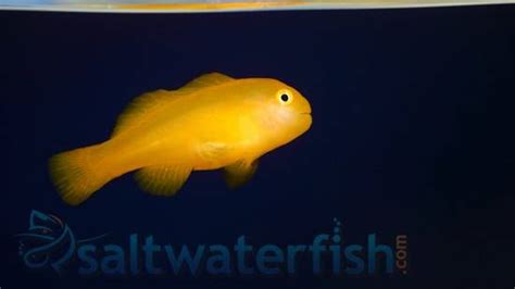 Yellow Clown Goby Size