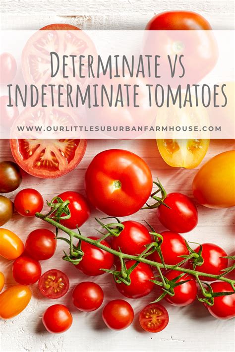 How to tell determinate from indeterminate tomatoes. Determinate vs Indeterminate Tomatoes in 2020 (With images ...