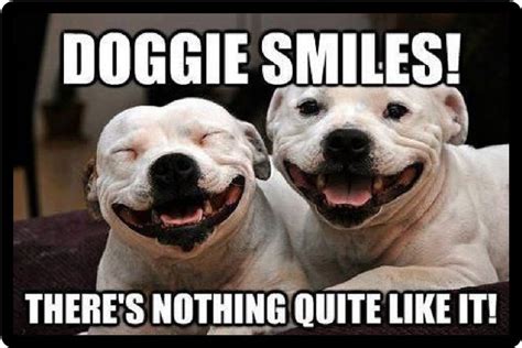 Funny Dog Humor Pitbull Doggie Smiles Refrigerator Magnet Happy Dogs
