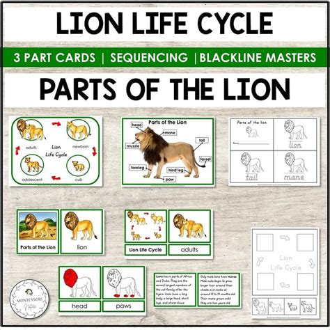 Lion Life Cycle Diagram