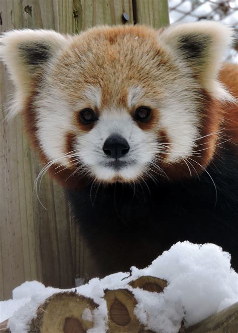 Red Panda Cape May County Nj Official Website