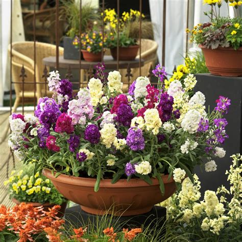 Even after the foliage withers, which it tends to do before the flowers finish and the color fades, the globes will stay standing. Favorite Spring-Blooming Annuals | HGTV