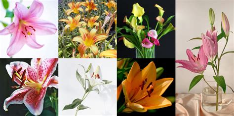 Why Are Lilies Extremely Toxic To Cats Rspca Knowledgebase