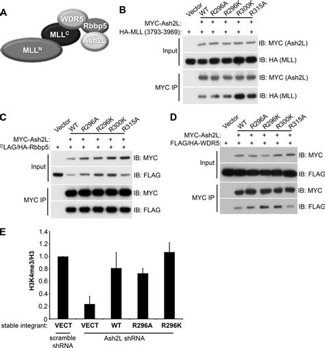 Methylation Of Ash2l Is Not Required For Mll Complex Integrity Or