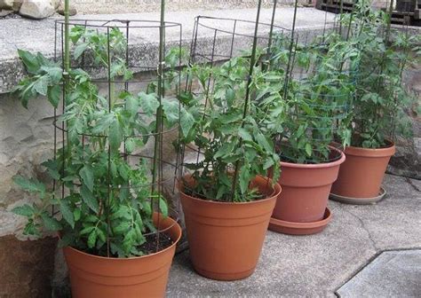 Learn These 13 Basic Tomato Growing Tips For Containers To Grow The
