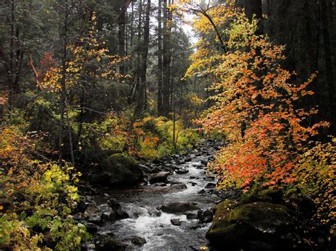 Automne Season Nature Landscapes Rain Fall Wallpapers Leaf Tree