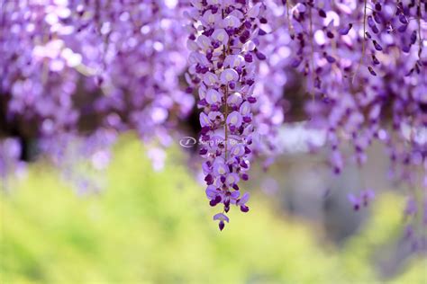 Thiên Đường Hoa Tử Đằng Nở Rộ Ở Nhật Bản Ngắm Hoa Tử Đằng Tháng 4