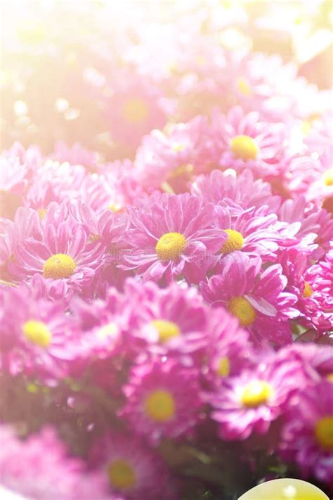 Pink Chrysanthemum Flower Stock Image Image Of Color 69322329