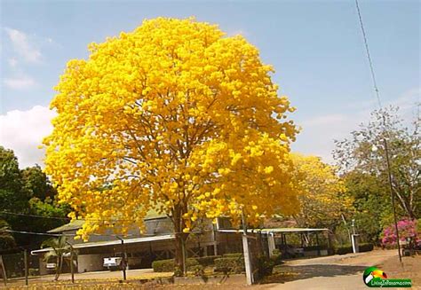 Yellow flowering trees in texas. Discover Puerto Armuelles, Panama - Check out These Photos
