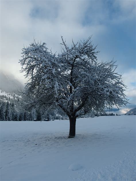pohon salju