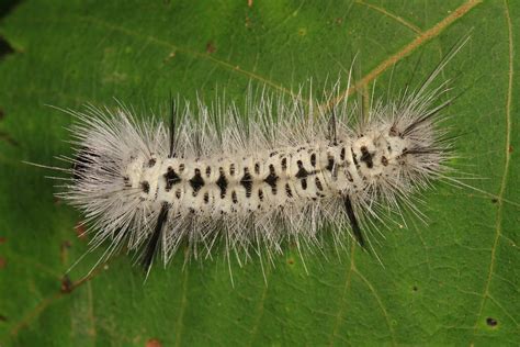 Venomous Caterpillars In The Hudson Valley — Marist Circle