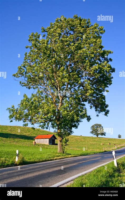 European Ash Tree Hi Res Stock Photography And Images Alamy