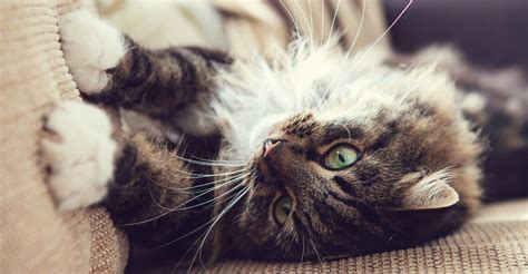 Meet The Fluffy Cat Breeds Petfinder