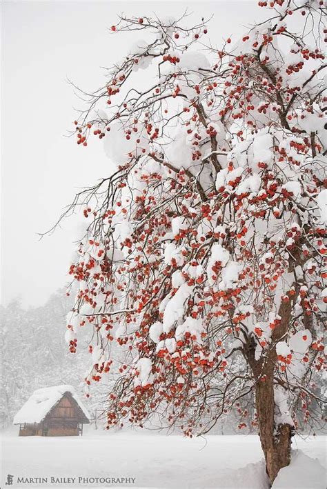 Winter Persimmon Tree Japan By Martin Bailey On 500px ️이미지 포함