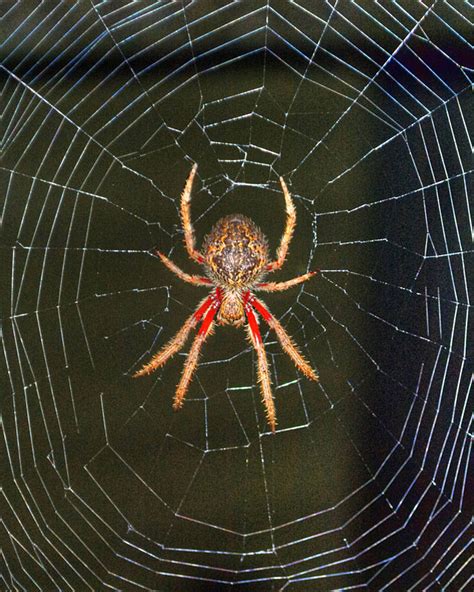 Arachnology Help Me Identify This Spider From My Garden Biology