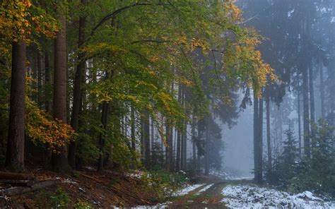 39137 Path Hd Forest Dirt Road Rare Gallery Hd Wallpapers