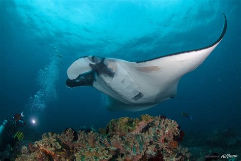 Diving With Manta Rays Raja Ampat Indonesia