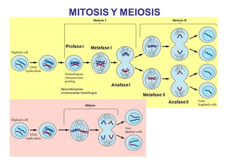 Cuadros Comparativos Entre Mitosis Y Meiosis Cuadro Comparativo Mitosis Y Meiosis Mitosis