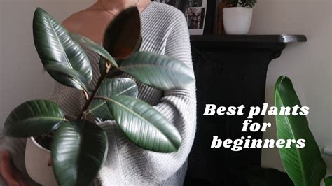 Super Easy Care Houseplants For Beginners Unkillable Plants That Are